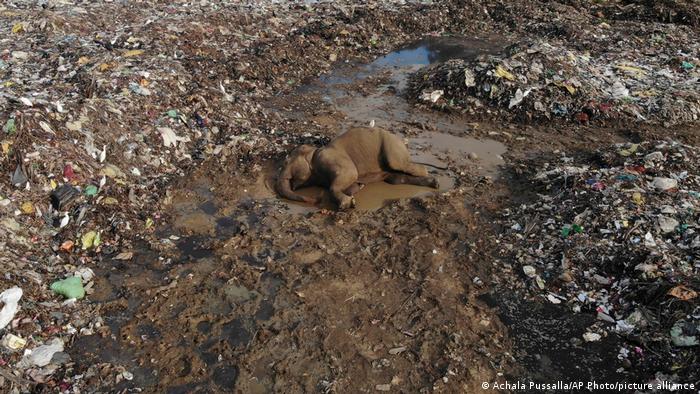 Los elefantes están muriendo por comer residuos plásticos en un vertedero de Sri Lanka