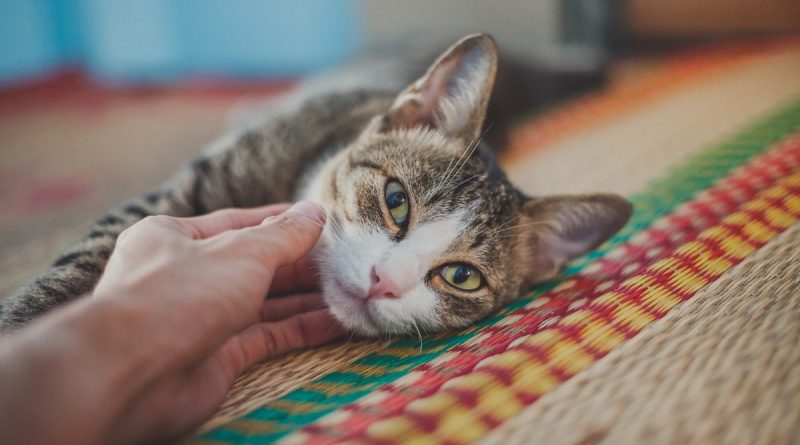 “Menos caricias y más espacio”. Así es cómo interactúan los gatos con sus dueños