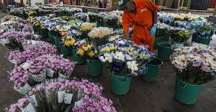 COLOMBIA… El proceso de empaque y despacho de las flores que se exportan para el San Valentín