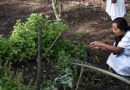 COLOMBIA… Cinco usos de plantas tradicionales dentro de la comunidad Arhuaca